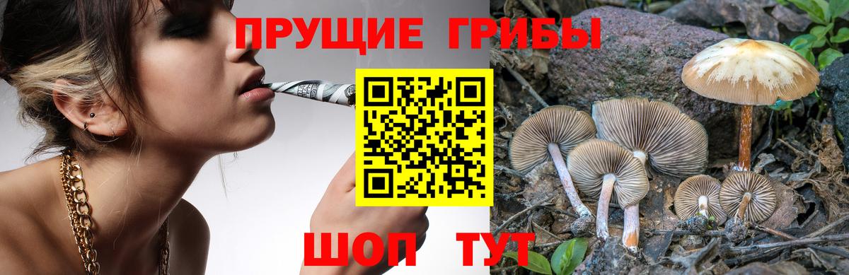 Псилоцибиновые грибы GOLDEN TEACHER  Пенза  Галлюциногенные грибы Psilocybe 
